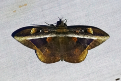 Hemeroblemma opigena