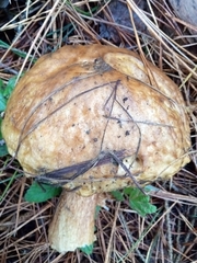 Boletus fibrillosus