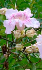 Podranea