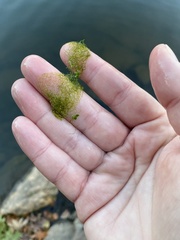 Hydrodictyon reticulatum