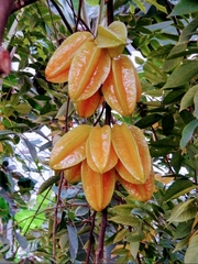 Averrhoa carambola
