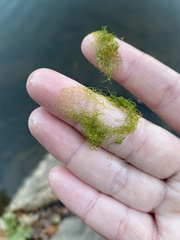 Hydrodictyon reticulatum