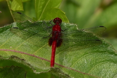 Erythrodiplax castanea