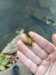 Hydrodictyon reticulatum