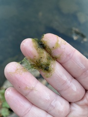 Hydrodictyon reticulatum