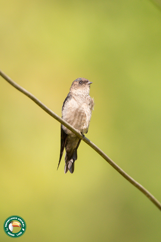 White-thighed Swallow