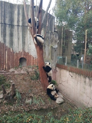 Ailuropoda melanoleuca