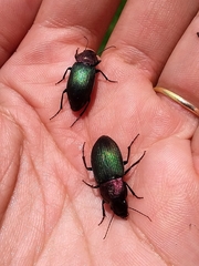 Neoaulacoryssus speciosus
