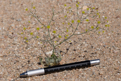 Eriogonum pusillum