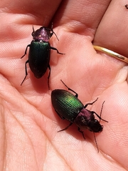 Neoaulacoryssus speciosus