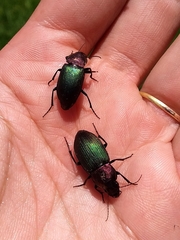 Neoaulacoryssus speciosus