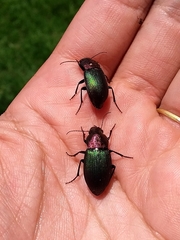 Neoaulacoryssus speciosus