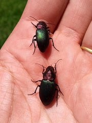 Neoaulacoryssus speciosus