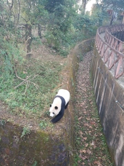 Ailuropoda melanoleuca