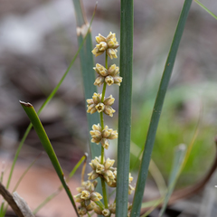 Lomandra multiflora dura