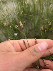 Eleocharis macrostachya