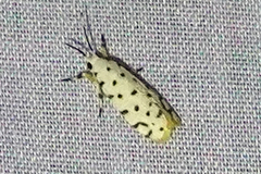 Epeiromulona icterinus