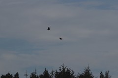 Patagioenas fasciata