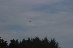 Patagioenas fasciata