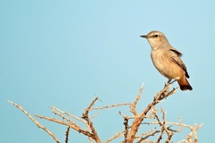Oenanthe chrysopygia