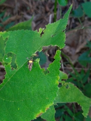 Biasticus flavinotus