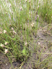 Eleocharis macrostachya