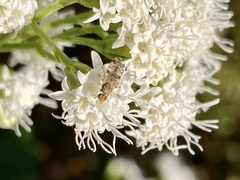 Dioxyna picciola