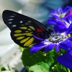 Delias pasithoe