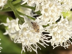 Dioxyna picciola