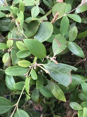 Rhodomyrtus tomentosa