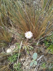 Hypochaeris incana