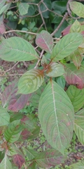 Rhynchotechum discolor