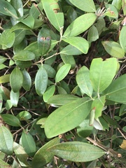 Rhodomyrtus tomentosa