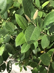 Rhodomyrtus tomentosa