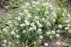 Polygala aspalatha