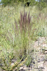 Aristida trachyantha