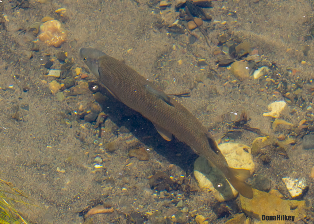 Mountain Whitefish from 6 miles SE of Meeker, Rio Blanco County, CO ...