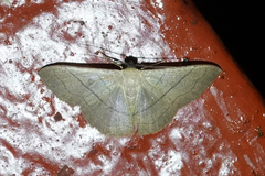 Semaeopus ciliata