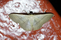 Semaeopus ciliata