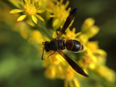 Pachodynerus erynnis