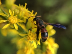 Pachodynerus erynnis