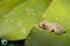 Scinax argyreornatus