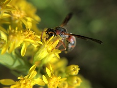 Pachodynerus erynnis