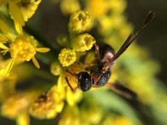 Pachodynerus erynnis