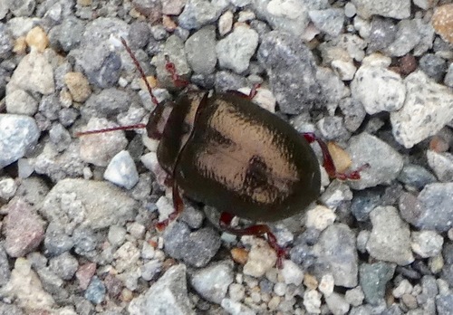 Bronze Beetle, Rush Creek OSP (accessed from Bugeia), Novato, Marin Co., CA., photo 9 of 10