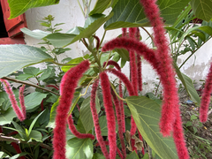 Acalypha hispida