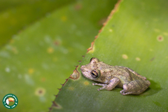 Scinax argyreornatus
