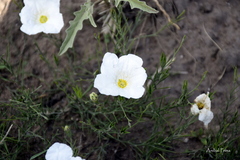 Nierembergia rigida