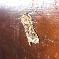 Spodoptera cosmioides