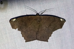 Paragonia cruraria